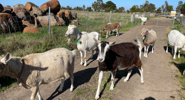 Supplier Diaries | A Visit to Dreaming Goat Dairy 🐐